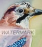 Jay - Image 2