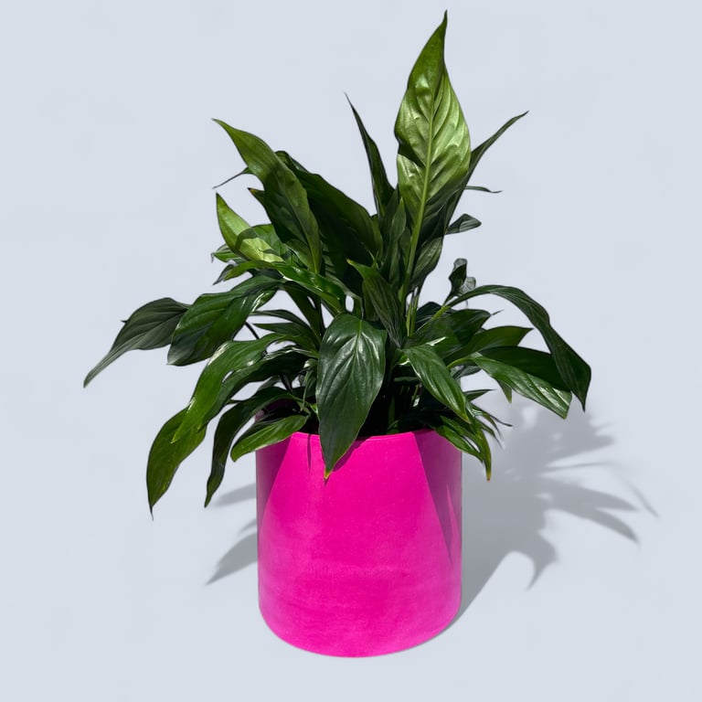 Large Statement Round Fuchsia Plant Pot 19 cm Indoor Planter