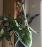 Summer Seconds - Macrame plant holder. Made using an up-cycled, white tee shirt - Image 2