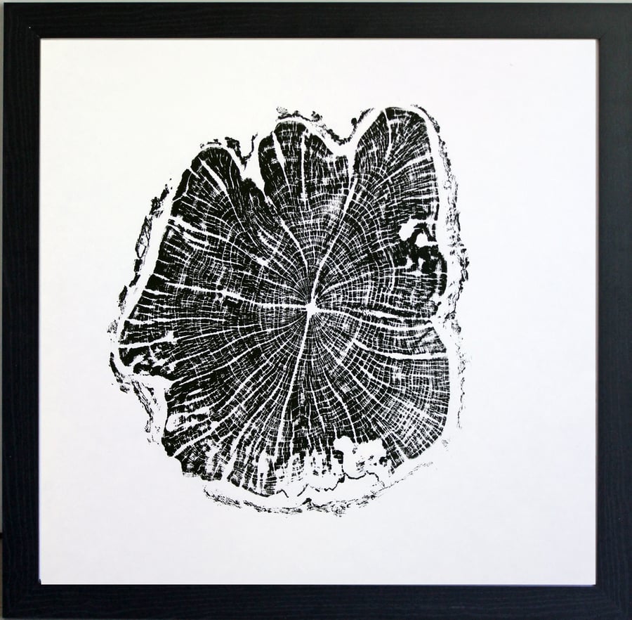 Hawthorn Tree Ring Art Print 40cm diameter in black
