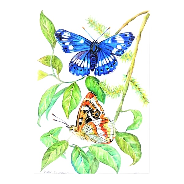 Framed Butterfly and Wild Flowers Botanical Watercolour  Painting