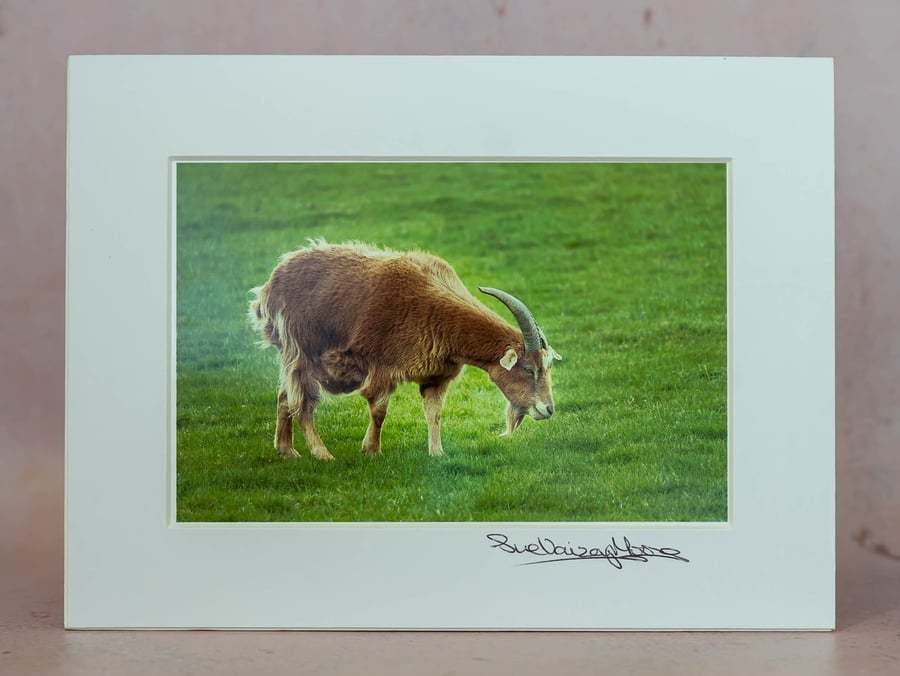Contented Goat - 4x6 Original Mounted Photograph