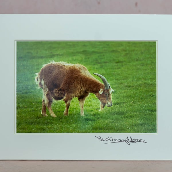 Contented Goat - 4x6 Original Mounted Photograph