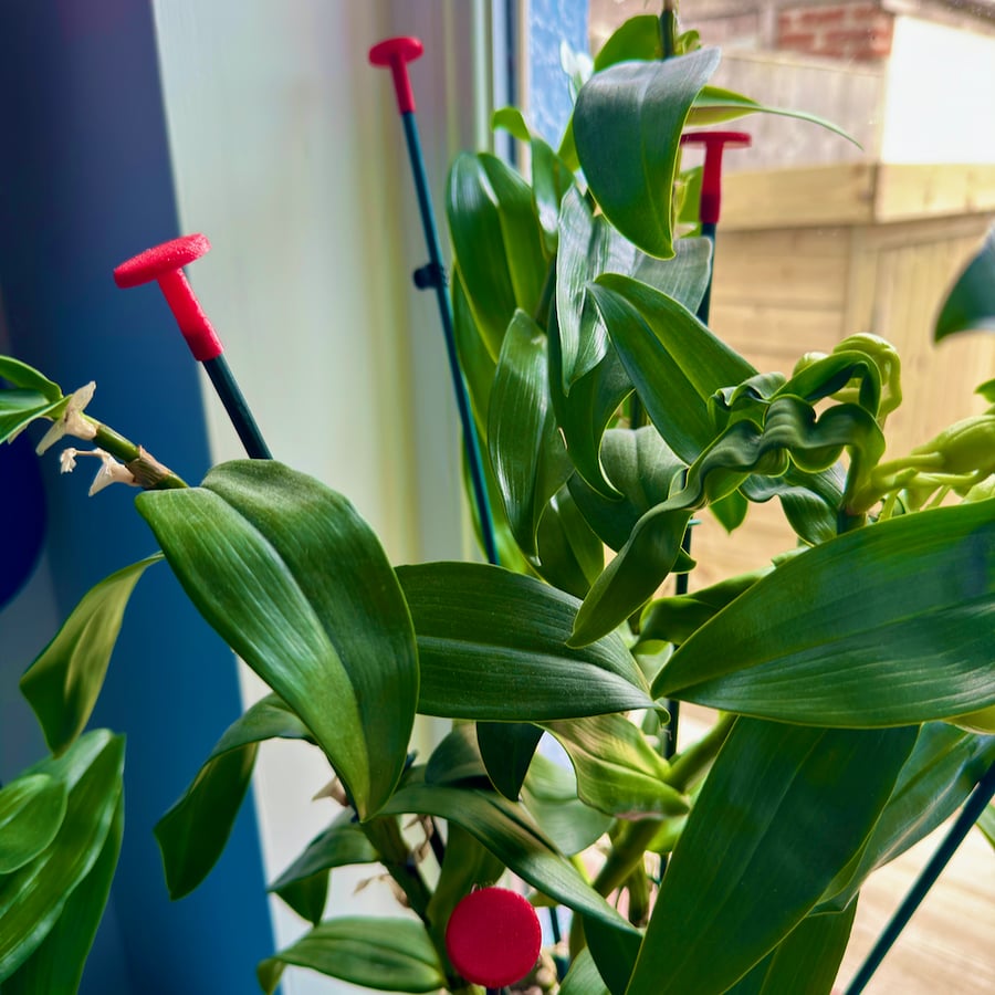 Plant Stake Eye Protectors