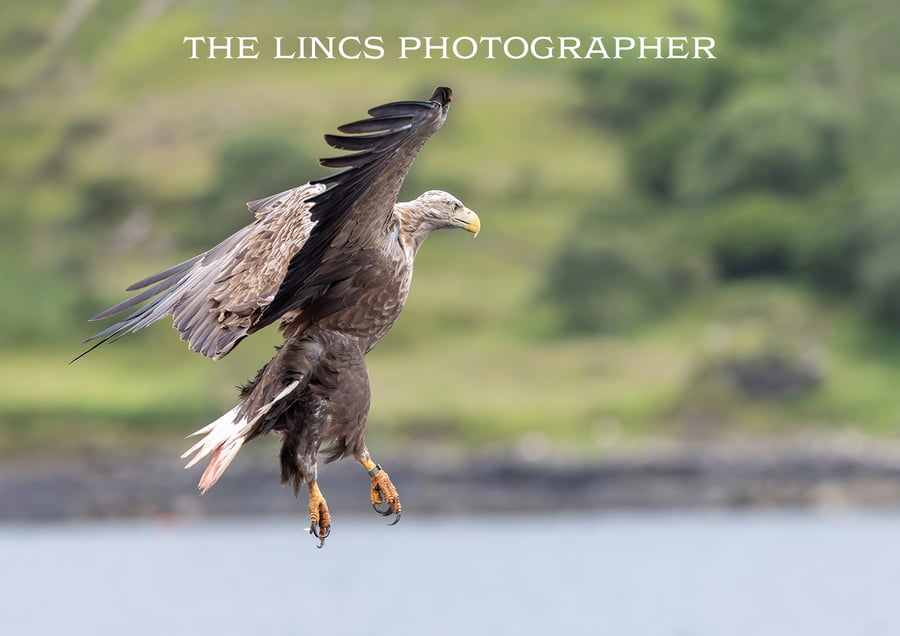 White Tailed Eagle in flight print (Limited edition of 10)