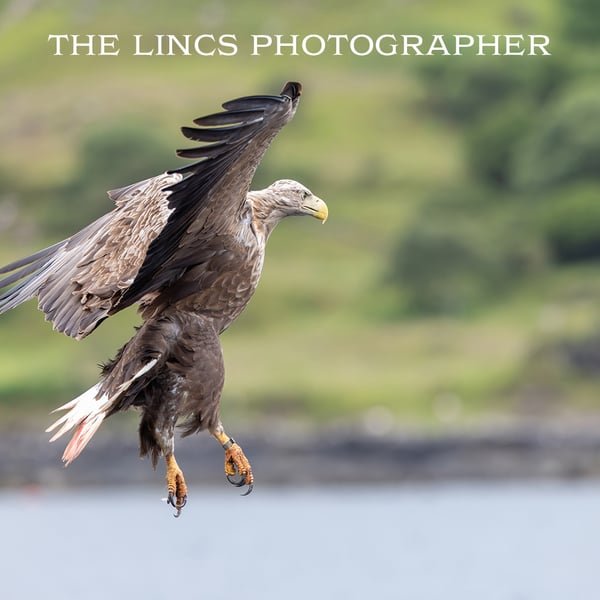 White Tailed Eagle in flight print (Limited edition of 10)