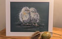 Chicken Collection