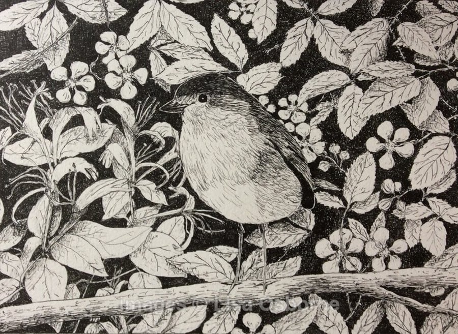 Robin.  Signed print. Bird. Gardens. Wildlife
