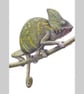 Chameleon Original Coloured Pencil Animal Drawing - Image 3