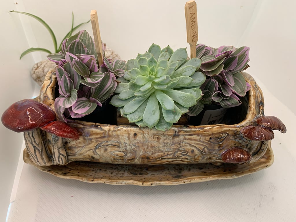 Succulent planter and matching saucer