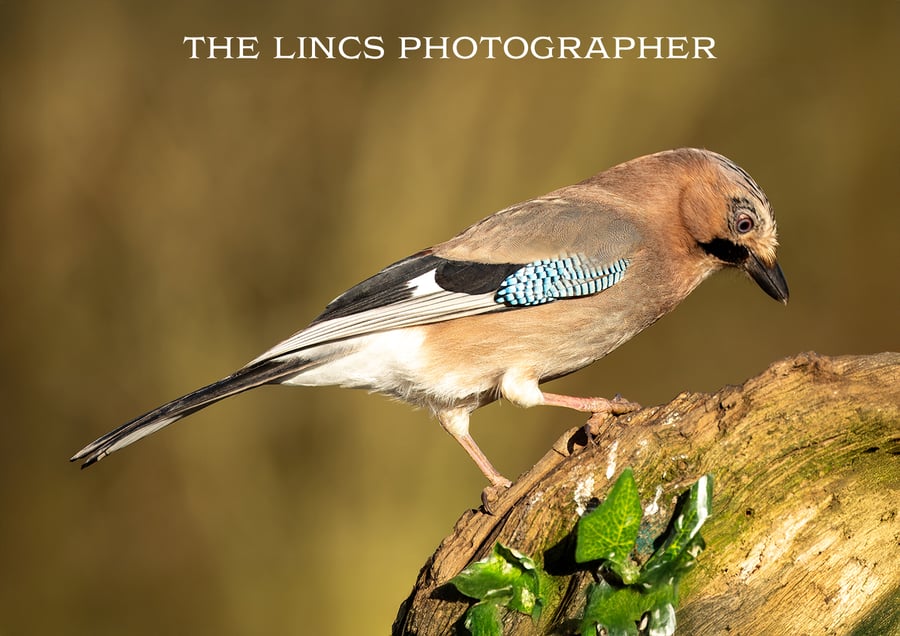 Jay print (Limited edition of 10)