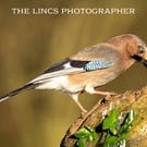 Jay print (Limited edition of 10)