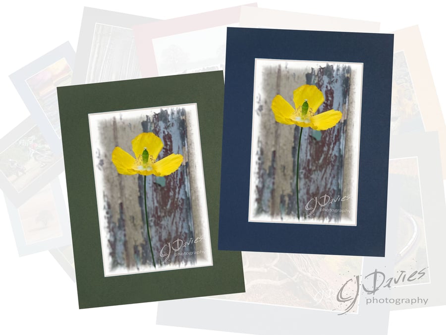 CJ264 - Yellow poppy