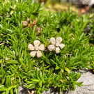 9ct yellow gold flower stud earrings