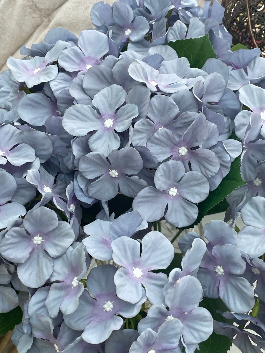 Blue and purple shades single hydrangea stem