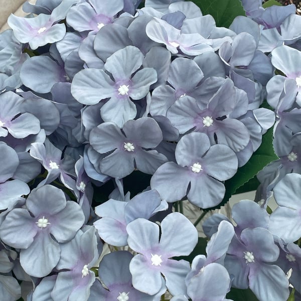 Blue and purple shades single hydrangea stem