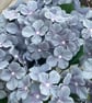 Blue and purple shades single hydrangea stem - Image 1