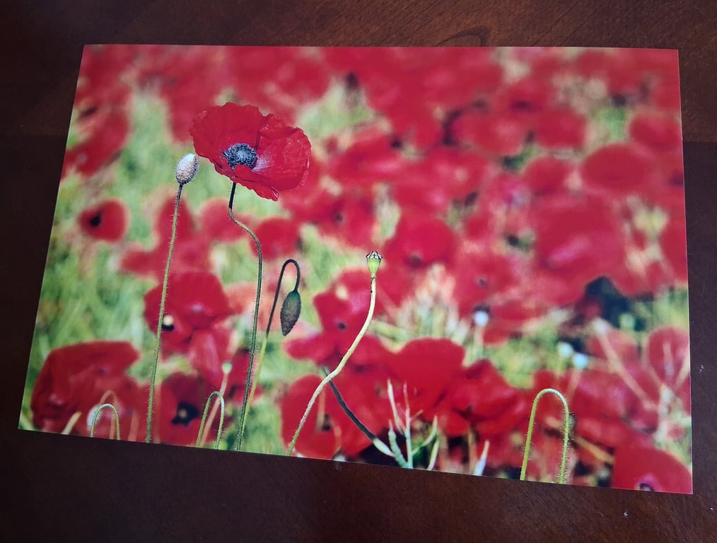 POPPIES