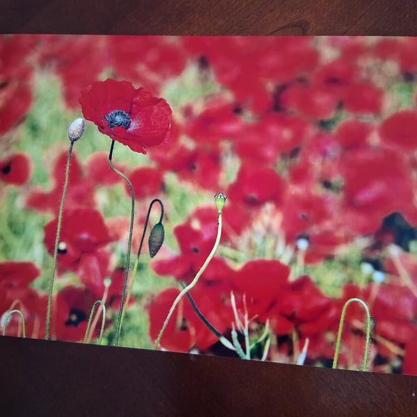 POPPIES