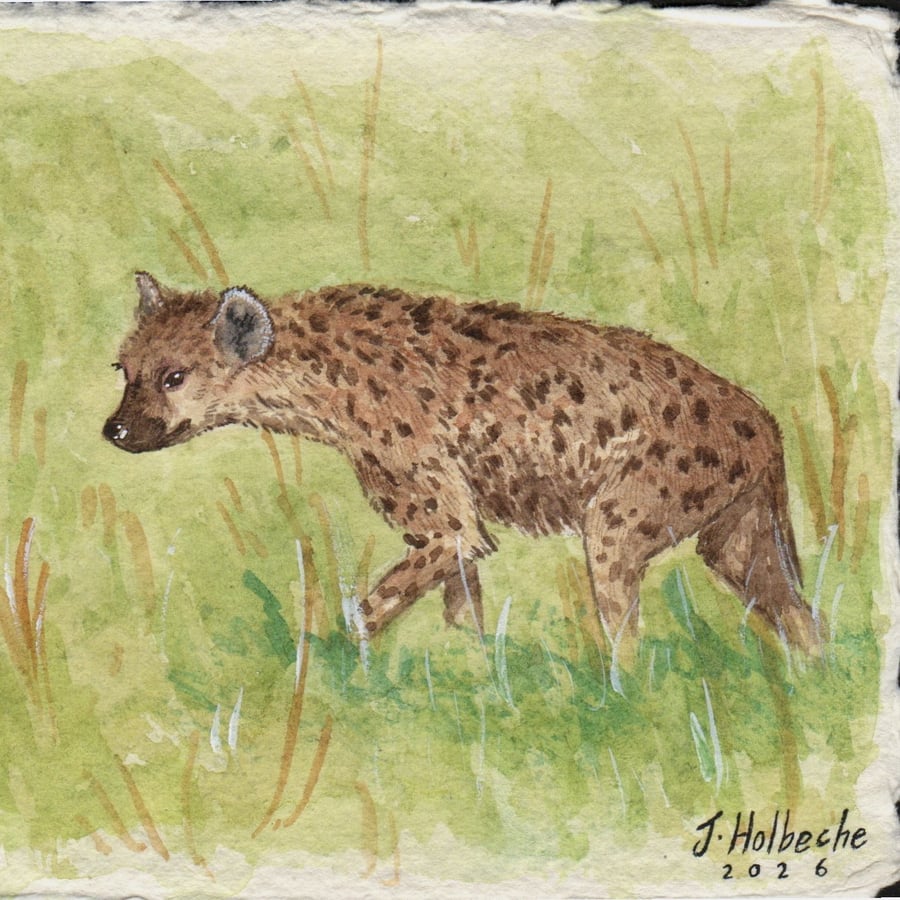 Hyena Original Watercolour Painting A6