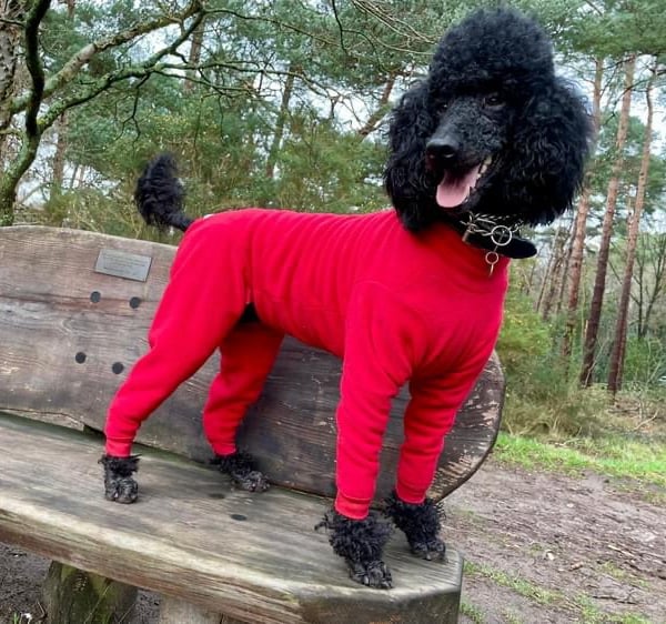 Canis Fleece Suit - Size 12" - 22"