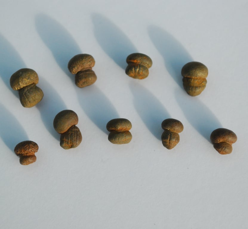 Tiny stone mushrooms