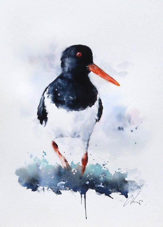 Oystercatcher, Professional Giclée Print.