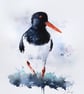 Oystercatcher, Professional Giclée Print.