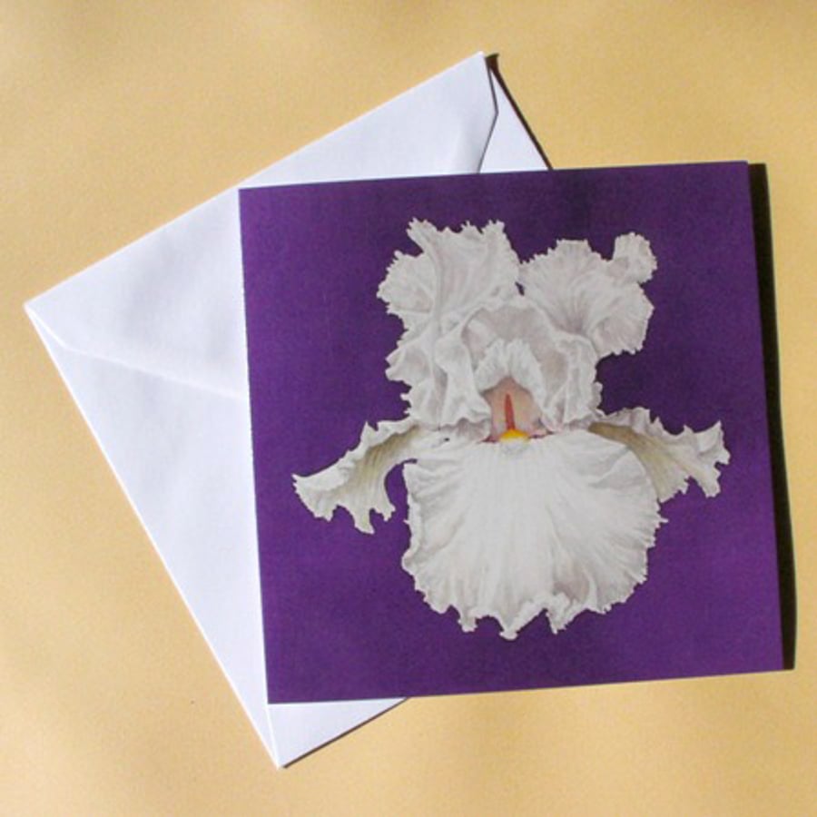 Greetings Card - Blank - White Iris
