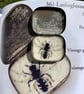 36b - Lassioglossum sexnotastums - Female Ashy Furrow Bee - FIFTY BEES 1 - Image 4