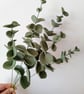 Handmade Felt Eucalyptus Branch  - Image 1