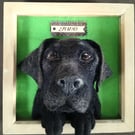 Personalised Pet Portrait