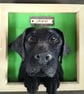 Personalised Pet Portrait - Image 1