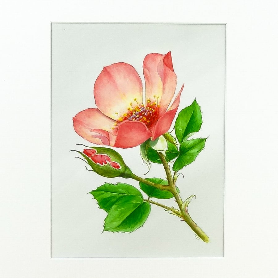 Original Art Watercolour Painting Rose 'For Your Eyes Only'