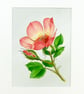 Original Art Watercolour Painting Rose 'For Your Eyes Only' - Image 1