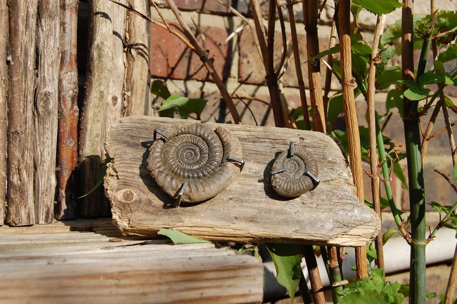 Two Ammonites on drift wood