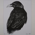 Raven Hand Printed and Finished Lino Print, Mounted and Signed