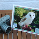Barn Owl photographic card, blank card, 8x6" card with envelope