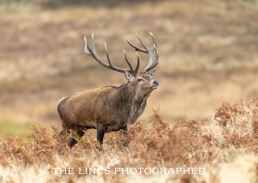 Red Deer Stag print (Limited edition of 10)