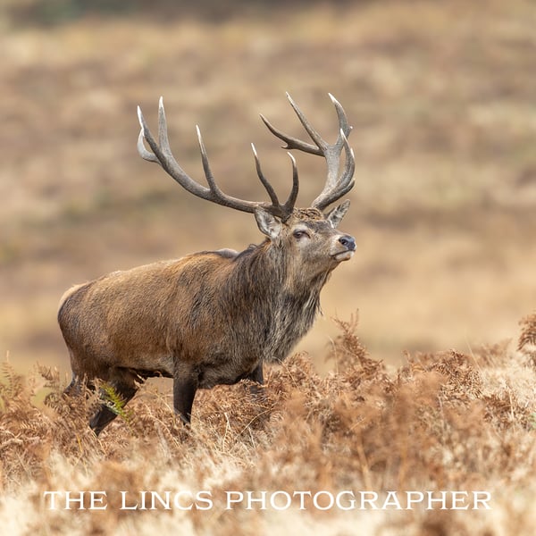 Red Deer Stag print (Limited edition of 10)