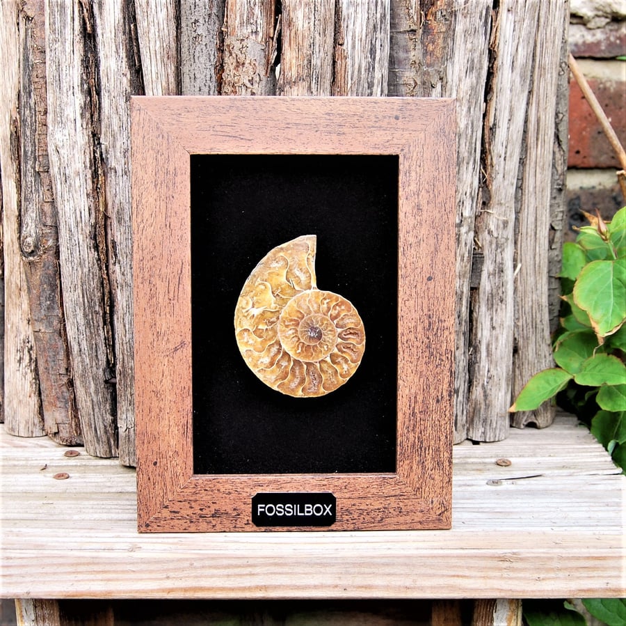 Framed Ammonite