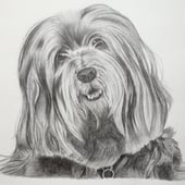 Perla Pet Portraits
