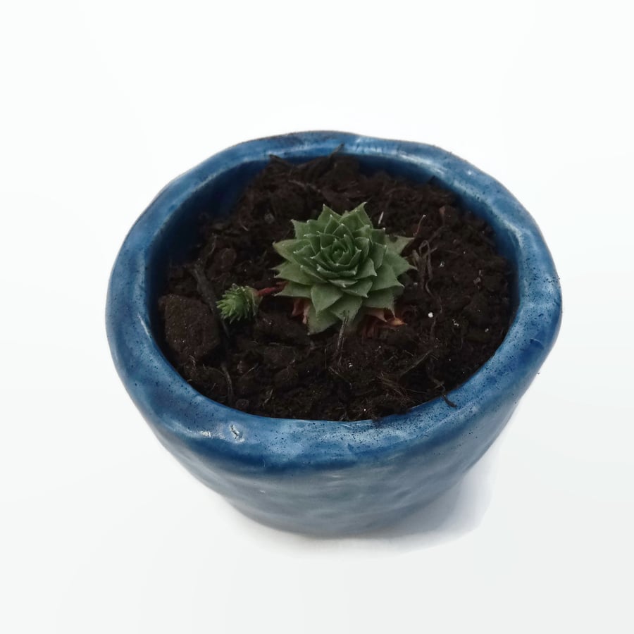 Tiny Blue Pot with Succulent Plant