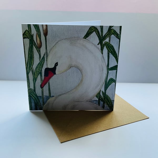 Swan in reeds 