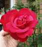 Red Rose Vase Happy Birthday Card  - Image 2