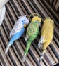 Budgies hand knit customised