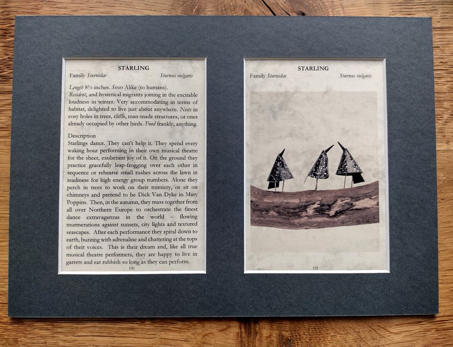 Starlings