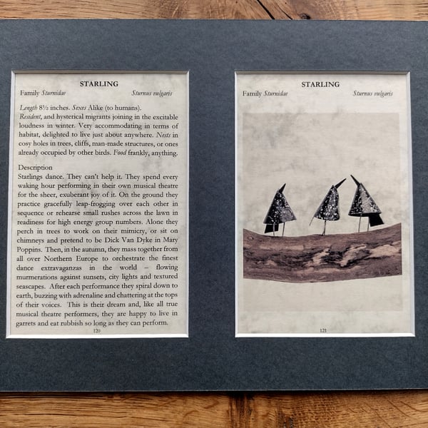 Starlings