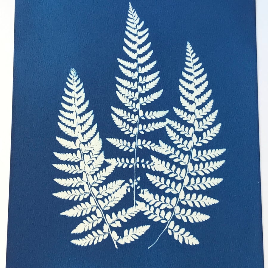 Let's talk Botanicals and Original Cyanotype Art, A Trio of Ferns.