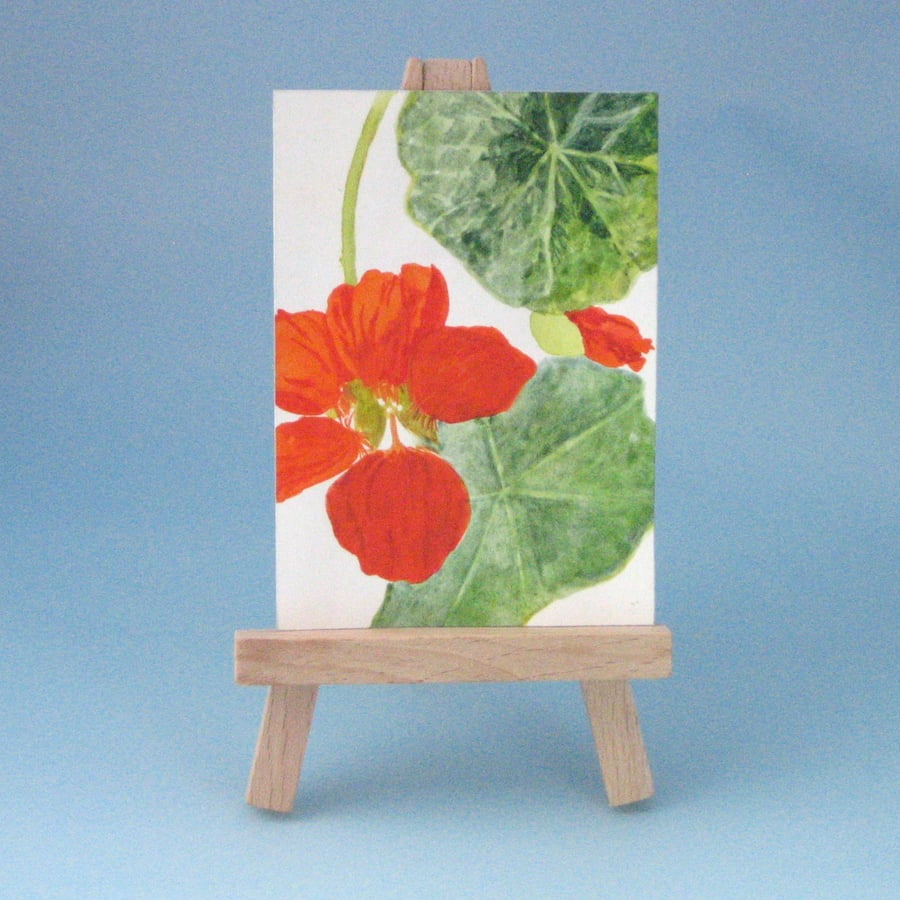 Sale Price. Nasturtium Flower ACEO Painting
